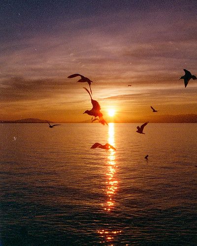 Candido Color 800 Color Negative Film 35mm x 36 Exposures