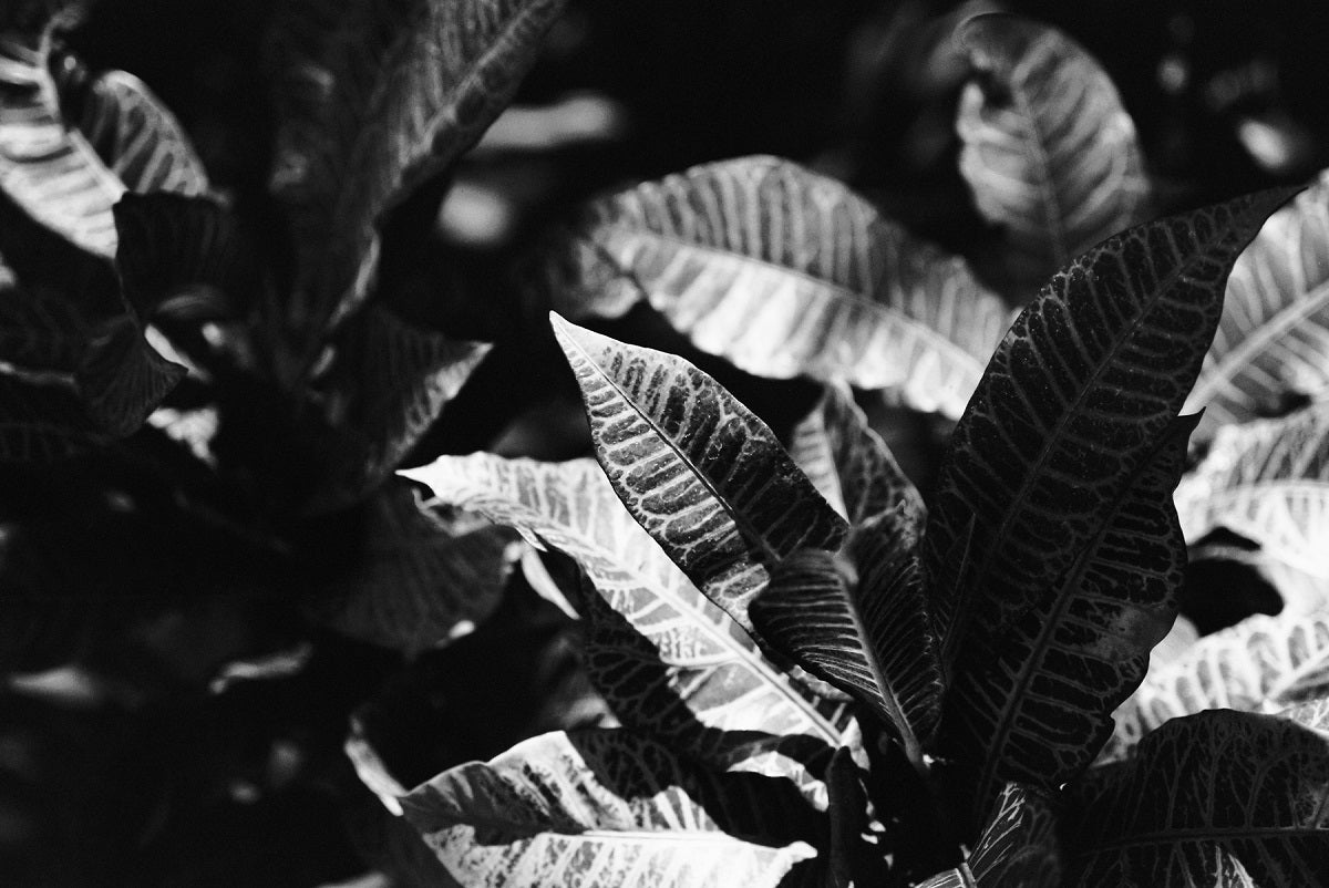Film Ferrania Orto 50 Black and White, 35mm x 36 exp