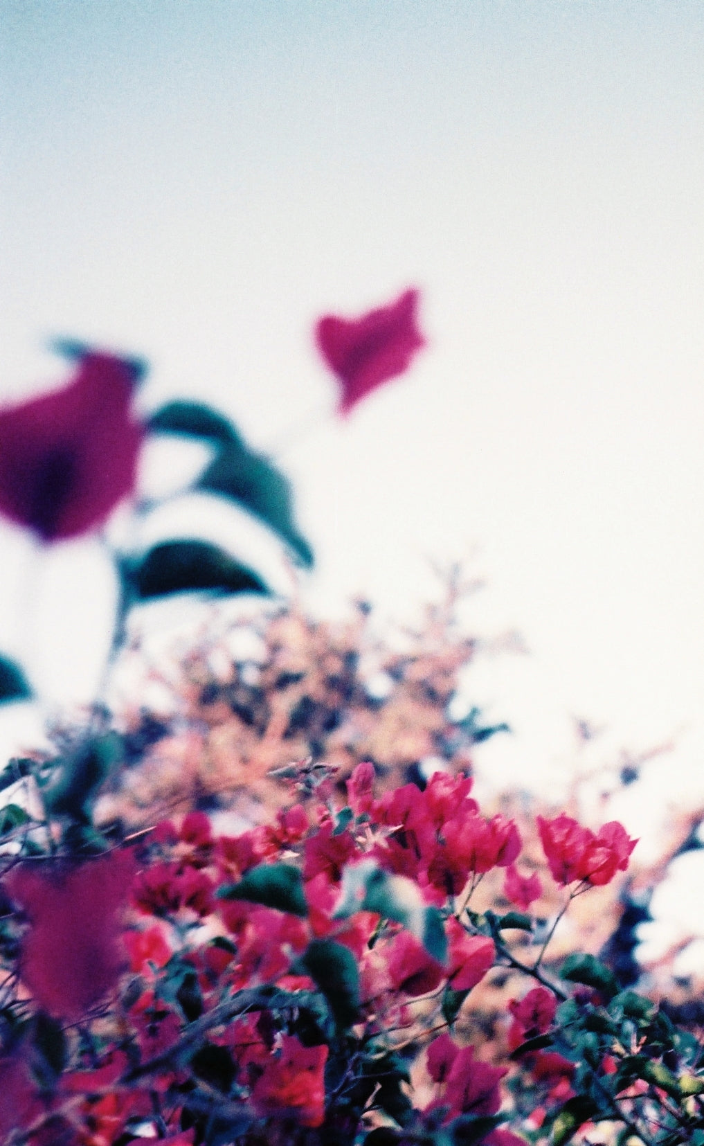 Ultrafine COLOURUPTION Experimental ISO 25 Color Print Film, 35 mm x 24 exp