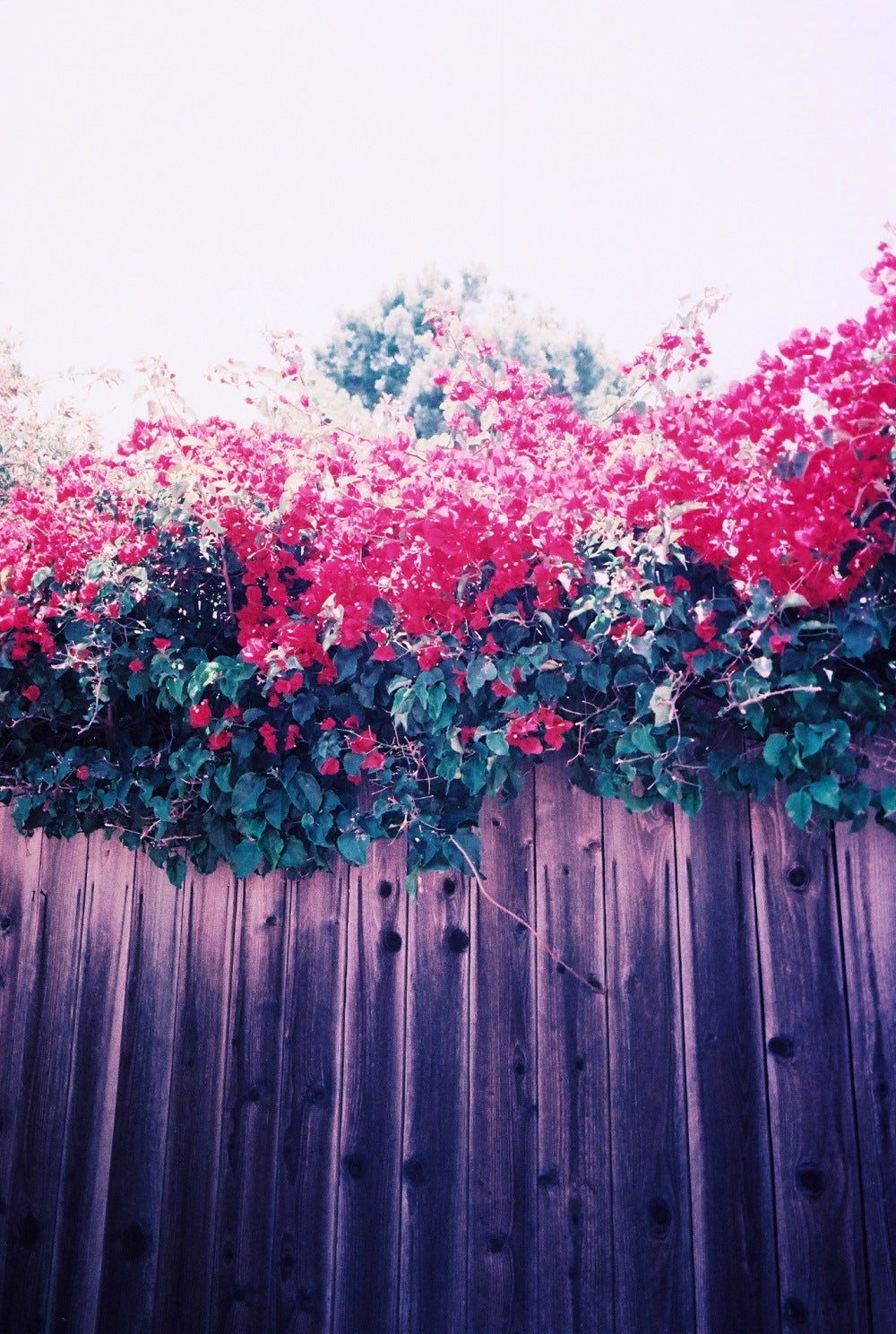Ultrafine COLOURUPTION Experimental ISO 25 Color Print Film, 35 mm x 24 exp