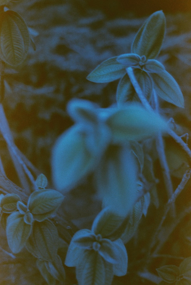 Ultrafine JAZZY BLUES — Experimental Color Print Film, 35mm x 36 ISO 25