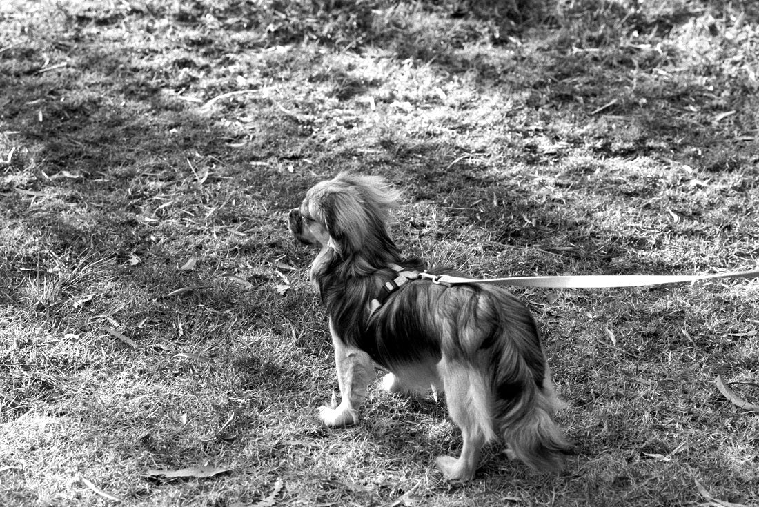 Ultrafine Xtreme UXF, Black & White Film ISO 400, 35mm x 100'