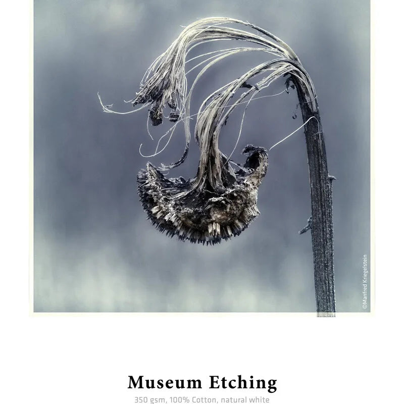 Hahnemuhle Museum Etching Paper 350 gsm 8.5" x 11" / 25